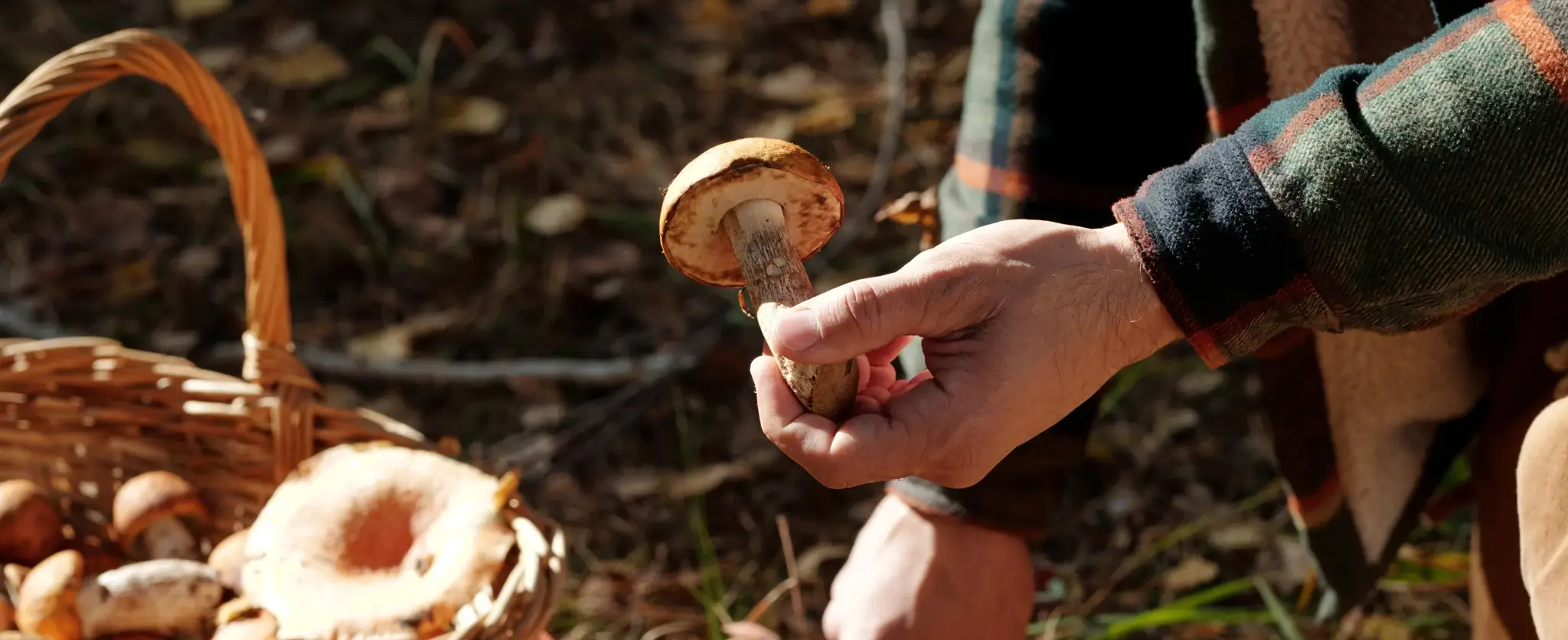 mushroom hunting bag