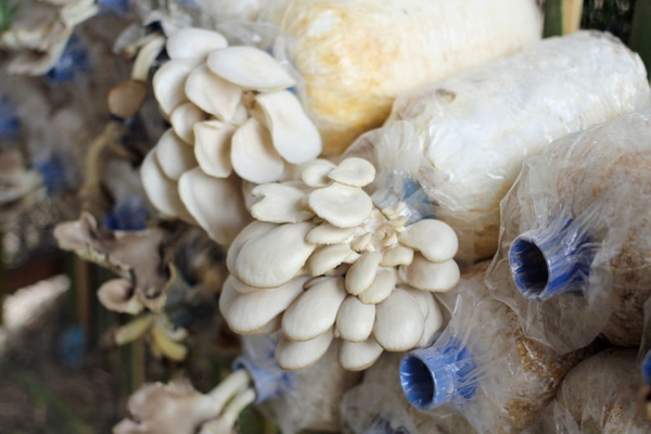 How to prevent contamination in your mushroom bags?