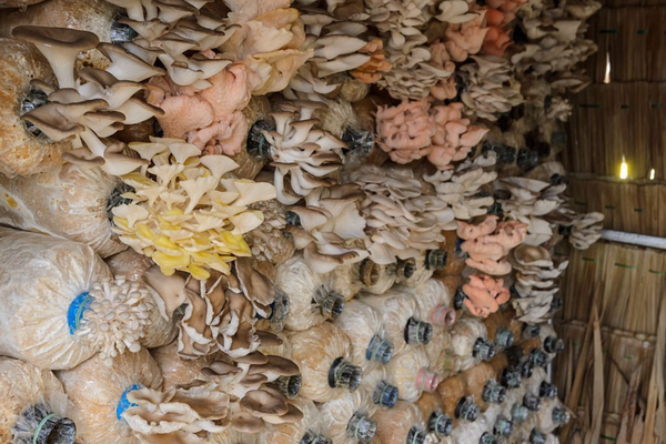 How to troubleshoot common issues in mushroom bag cultivation?