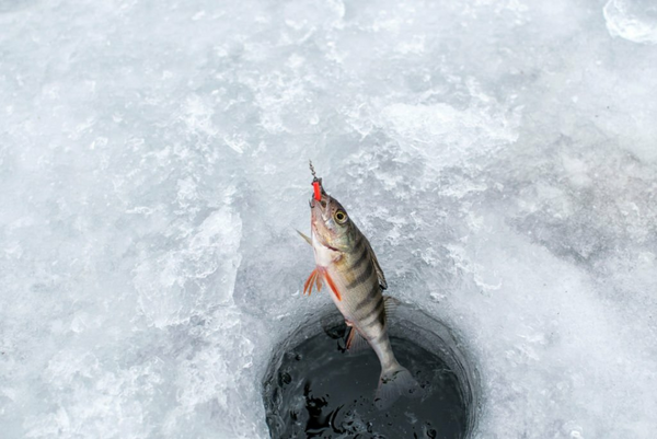 Winter ice fishing: tips and techniques for cold-weather success