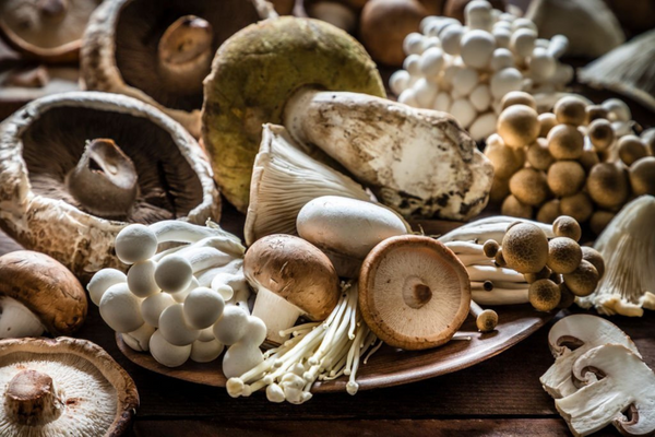 Types of mushrooms