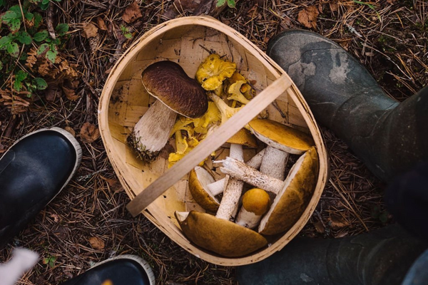 Mushroom hunting techniques