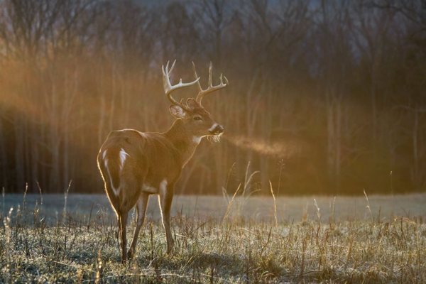 Deer hunting regulations