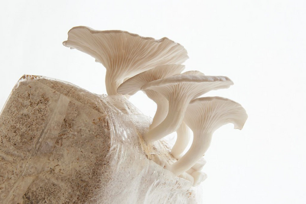 The importance of proper ventilation in mushroom bags