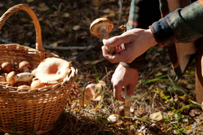 Beginner’s guide to mushroom hunting: how to safely forage edible mushrooms