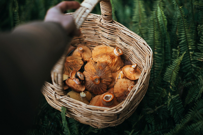 The essential guide to choosing the right mushroom hunting basket