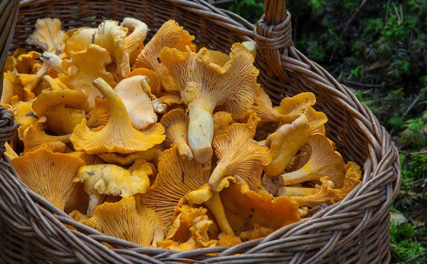 The ultimate guide to mushroom hunting seasons: when and where to forage for the best wild mushrooms