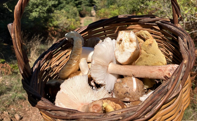 Spring foraging: a guide to mushroom hunting from March to May