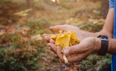 Get ready for mushroom hunting season: essential preparation guide for foragers