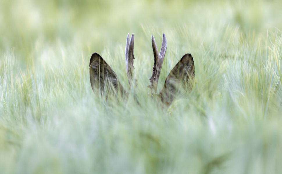 Spring Hunding Spring hunting: a season of strategy and renewal | HUNTING CASE