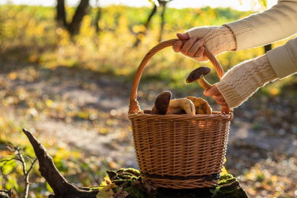 Sustainable mushroom picking