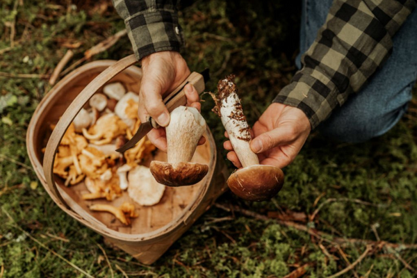 When to pick mushrooms?