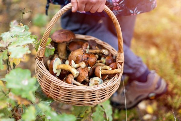 How to harvest mushrooms from your bags?