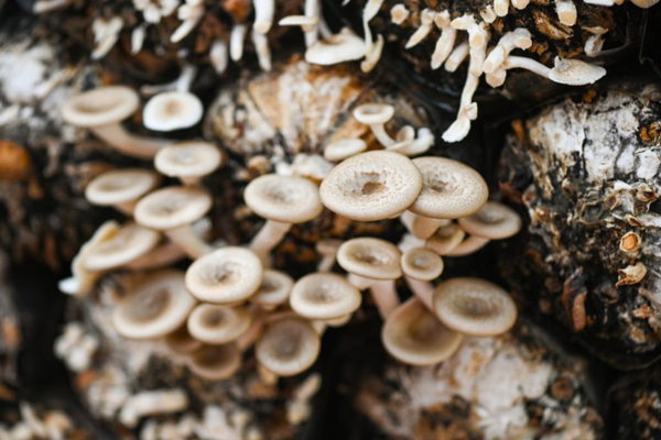 The future of mushroom bag cultivation