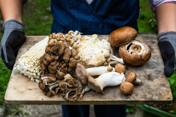 How to sterilize mushroom bags for cultivation?