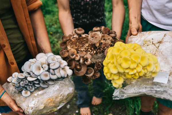 How to inoculate mushroom bags with spawn?