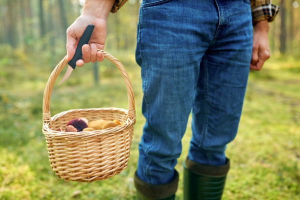 Best tools for mushroom hunting