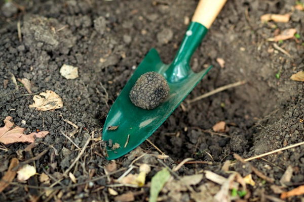 Truffle hunting