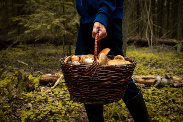 Is picking mushrooms dangerous?