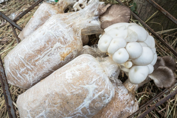 How to recycle and reuse mushroom bags?