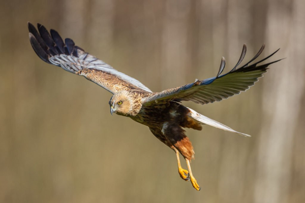 Falconry