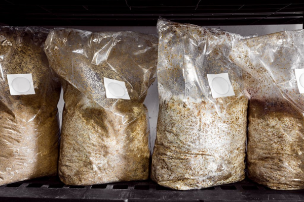 The best mushroom bag suppliers for small and large-scale cultivation