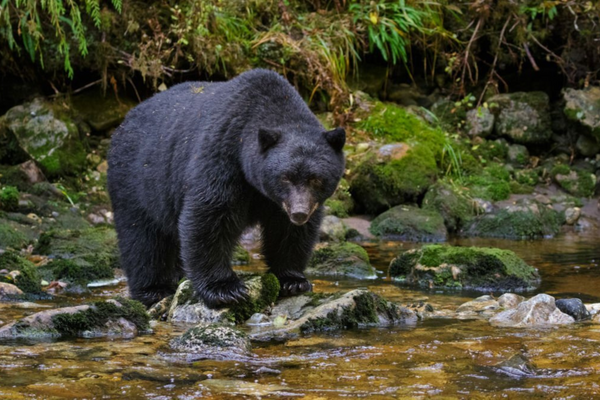 Bear hunting tips