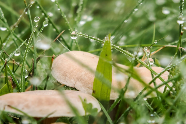 Picking mushrooms in the rain