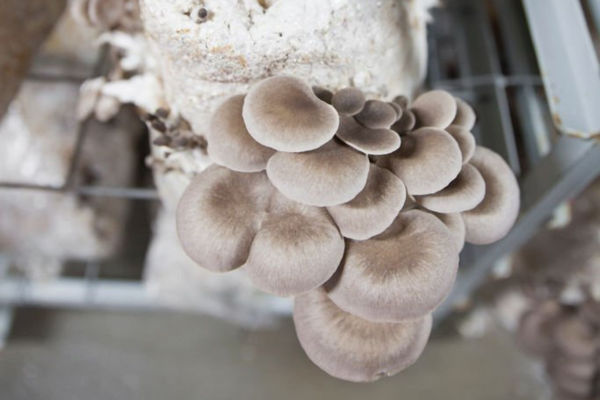 The best fruiting conditions for mushroom bags