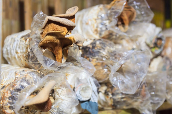 How to maintain the temperature and humidity in your mushroom bags?