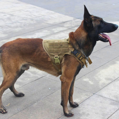 Molle System dog gear for outdoor activities