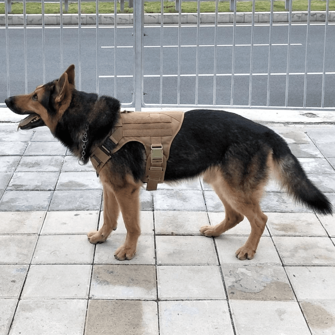 Secure and comfortable dog harness for training