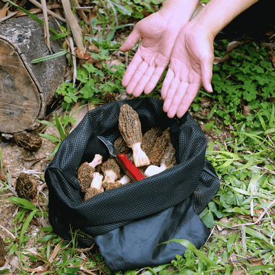 Best Mushroom Foraging Kit