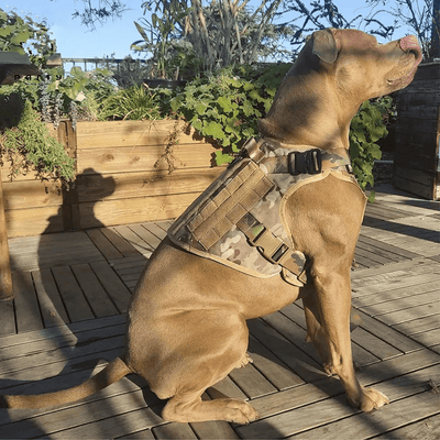 Best harness for powerful dog pulls